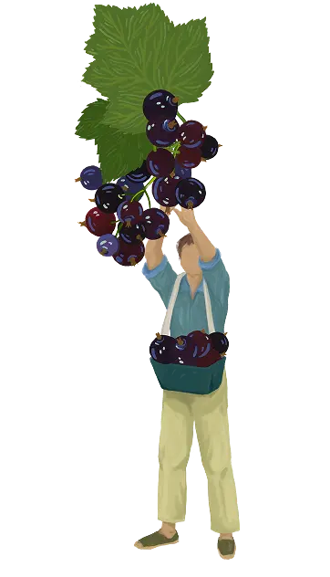 ceuilleur cassis 2