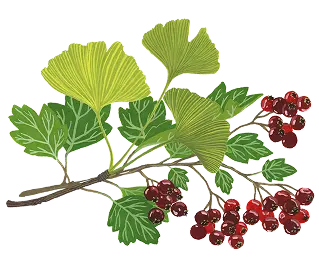 ginko - sureau